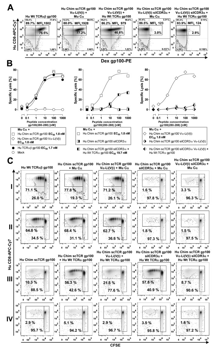 Prevention of residual mispairing in human T-cells by incorporating the V&#x3b1;-Li(V&#x3b2;) disulfide bond into a human scTCR gp100.