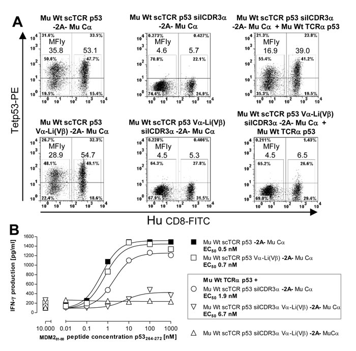 Reduction of residual mispairing in human T-cells by incorporating the novel disulfide bond into a mouse scTCR p53.