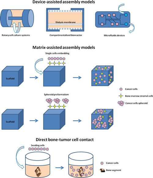 Schematic representation of the different 3D models of bone metastasis emerging from this review: device-assisted assembly models, matrix-assisted assembly models and direct bone-tumor cell contact models.