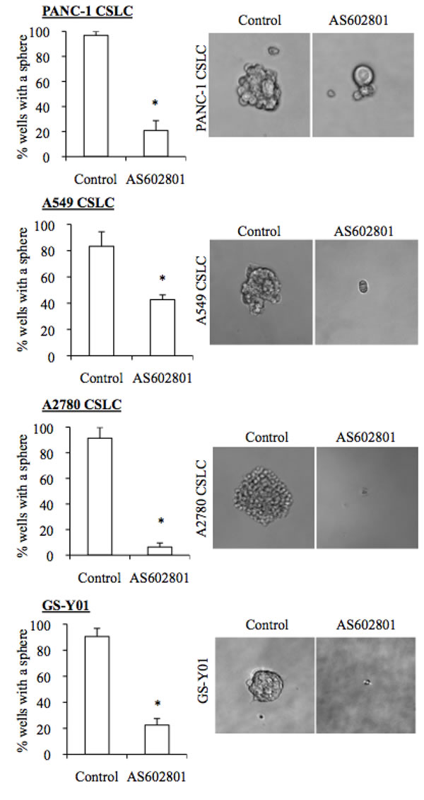 AS602801 induces loss of sphere formation ability in cancer stem cells.