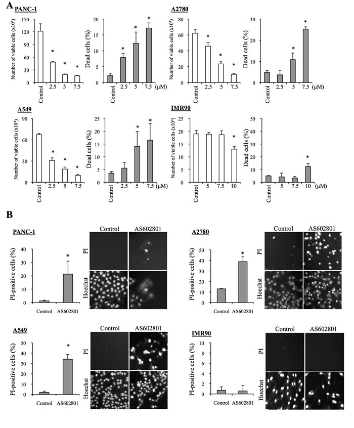 AS602801 induces selective cytotoxicity in serum-cultured human cancer cells.