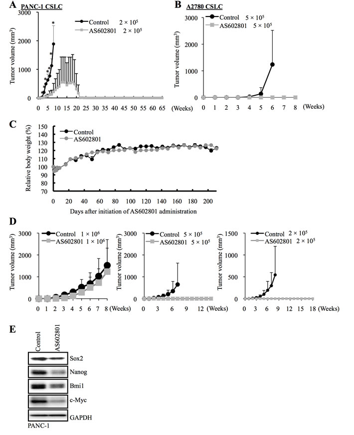 AS602801 treatment inhibits the tumor-initiating capacity of cancer stem cells.