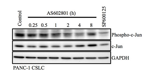 Transient inhibition of c-Jun phosphorylation by AS602801.