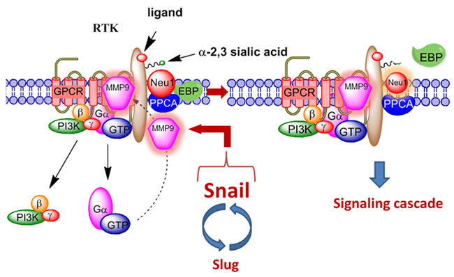 Neuraminidase-1 (Neu1) and matrix metalloproteinase-9 (MMP9) cross-talk in alliance with G protein-coupled receptor(s) (GPCR) regulates receptor tyrosine kinases (RTKs).