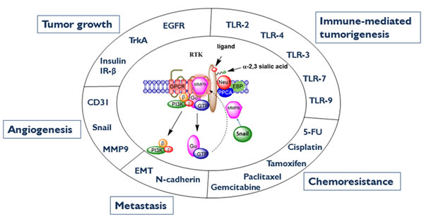 Neu1-MMP9-GPCR signaling platform in the regulation of RTK and the molecular targeting of multistage tumorigenesis.