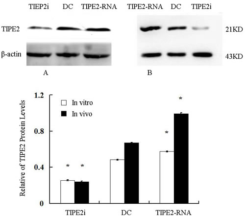 Relative abundance of TIPE2 protein levels