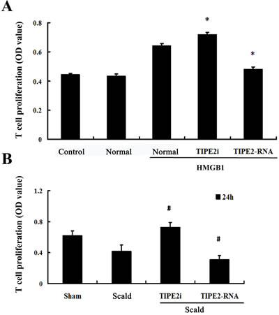 Effect of TIPE2 on the T-cell proliferation induced by DCs (