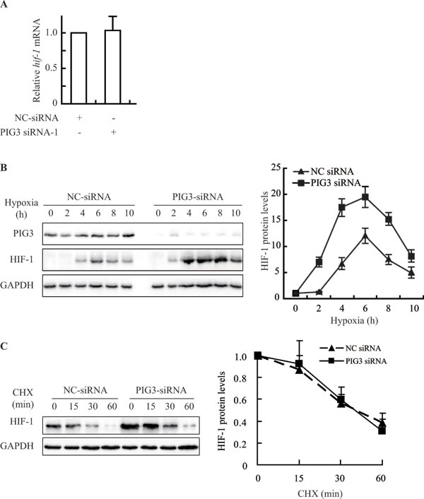 Knockdown of PIG3 up-regulates prevents HIF-1&#x3b1; by promoting protein biosynthesis.