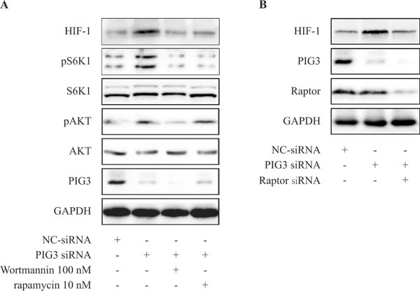 PIG3-silencing promotes the production of HIF-1&#x3b1;