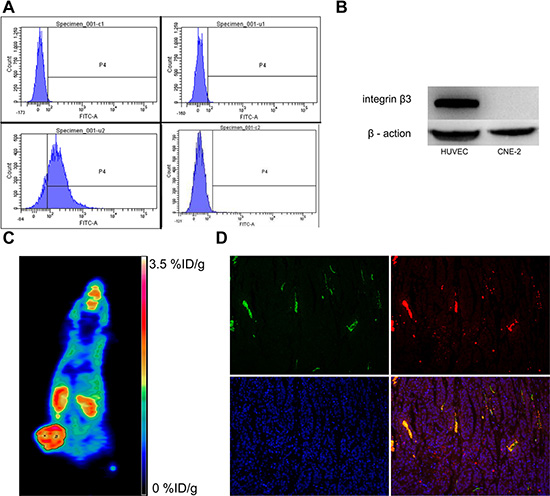 Analysis of integrin &#x03B1;v&#x03B2;3 expression in CNE-2 cells and tumor sections.