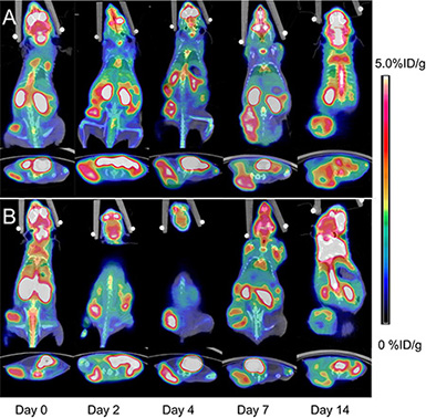 Representative microPET/CT images of mice bearing CNE-2 NPC tumors at 1 h after intravenous injection of 18F-FDG on days 0, 2, 4, 7, and 14