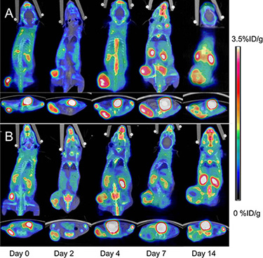 Representative microPET/CT images of mice bearing CNE-2 NPC tumors at 1 h after intravenous injection of 18F-AIF-NOTA-PRGD2 on days 0, 2, 4, 7, and 14 after treatments was initiated.