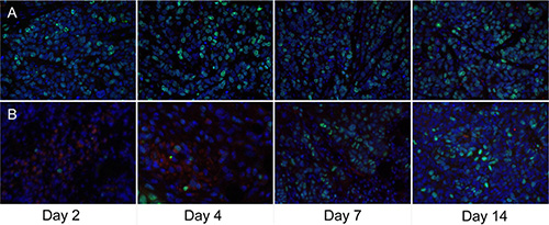 Ex vivo overlay staining of Ki-67 (green) and F4/80 (red) of CNE-2 tumors on days 2, 4, 7, and 14.