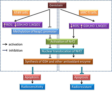 A schematic diagram representing the effect of genistein on the ROS, Nrf2/Keap1 and antioxidant enzymes pathway, which is selective for the radiosensitivity of A549 instead of MRC-5 cells.