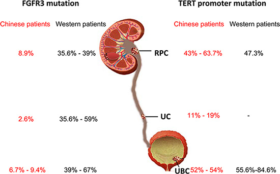 Differences in FGFR3 gene and TERT promoter mutations between Han Chinese and Western patients with urothelial cell carcinoma.