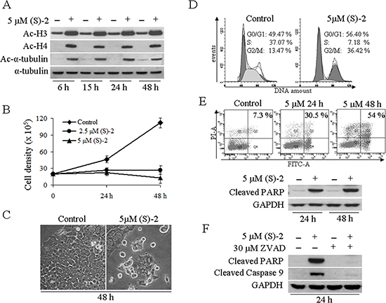 (S)-2 induced growth arrest and apoptosis in HCT116 cells.