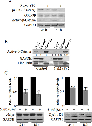 The effects of (S)-2 on GSK-3&#x03B2;/&#x03B2;-catenin pathway.