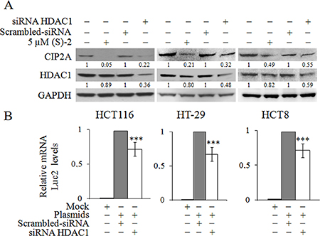 Inhibition of HDAC1 induces CIP2A downregulation.