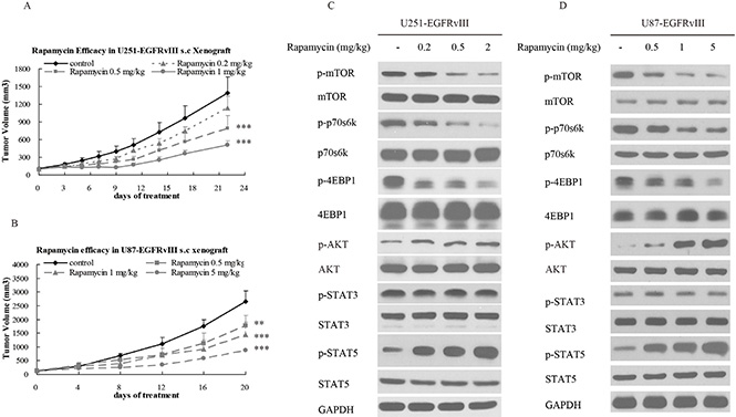 Rapamycin inhibited the growth of EGFRvIII+PTEN- glioblastoma in vivo.