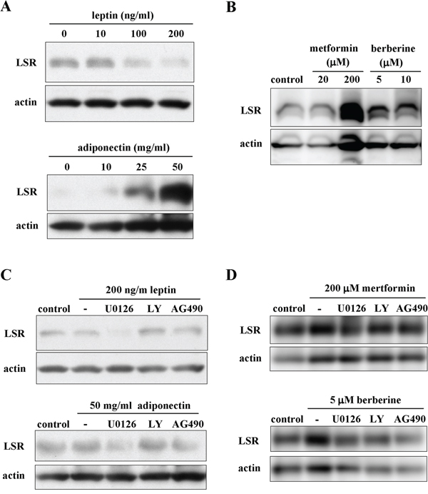 The changes of LSR expression indiced by leptin, adiponectin, metformin and berberine via a distinct signal transduction pathway in Sawano cells.