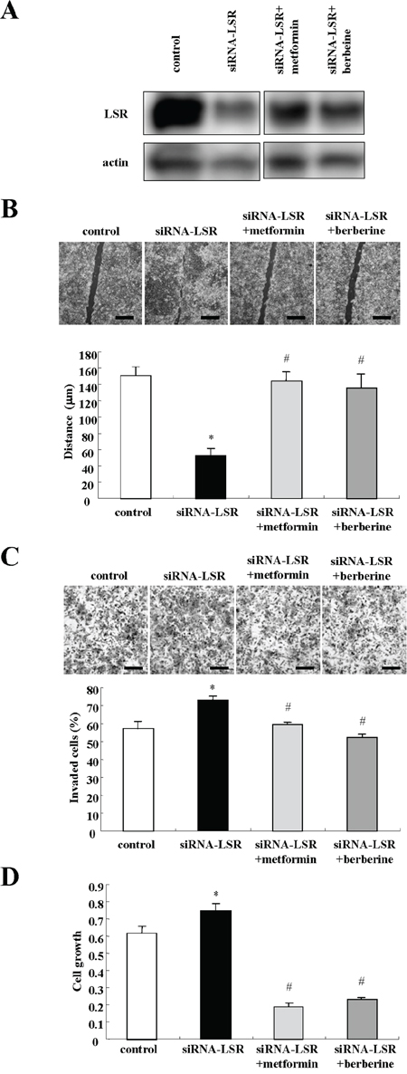 Metformin and berberine inhibit cell migration, invasion, and proliferation induced by LSR knockdown in Sawano cells.