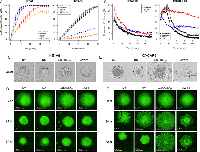 The effect of miR-509-3p and siYAP1 on cell migration and 3D aggregate formation for HEYA8 (left) and OVCAR8 (right) cells.