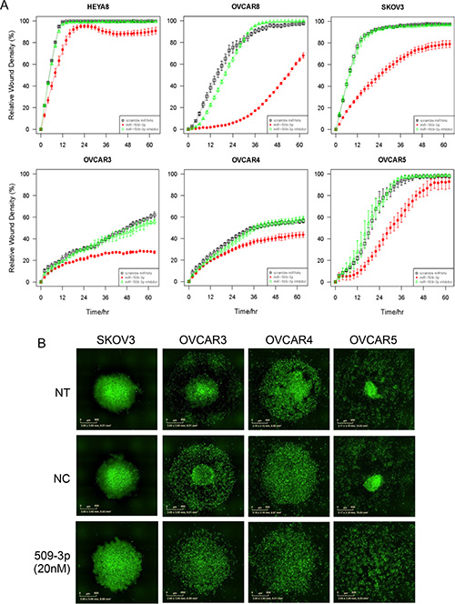 The effect of miR-509-3p and siYAP1 on migration and 3D aggregate formation for SKOV3, OVCAR3, 4 and 5 cell lines.