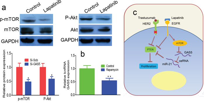 Lapatinib upregulates GAS5 through activation of mTOR pathway.