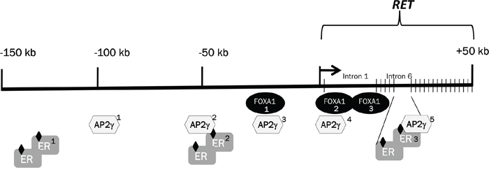 Selected transcription factors and positional map of their binding sites at the RET locus.