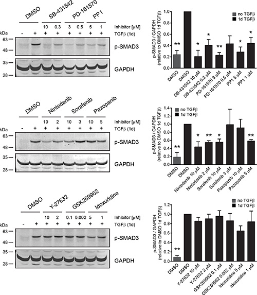 Receptor tyrosine kinase inhibitors but not ROCK inhibitors block SMAD phosphorylation in cells.