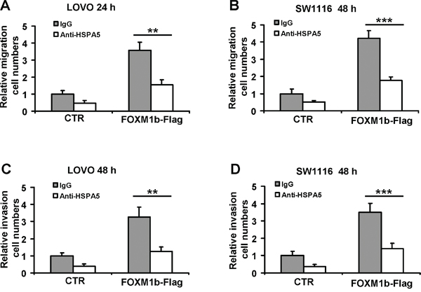 Anti-HSPA5 antibody attenuates cell migration and invasion induced by FOXM1.