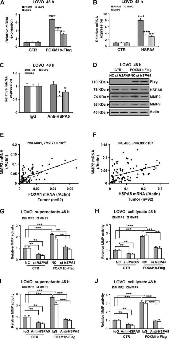 MMP2 and MMP9 expression and activities increased by FOXM1 are involved in cell-surface HSPA5.