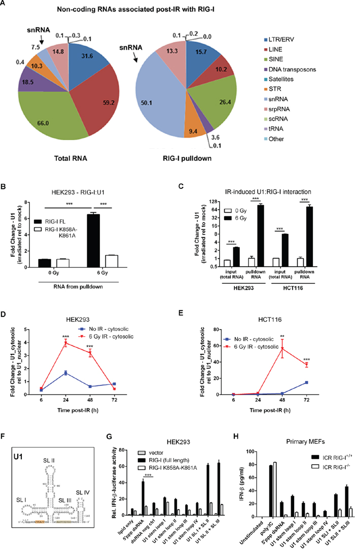 RIG-I binds U1 snRNA accumulated in the cytoplasm to mediate radiation-induced IFN-beta response.