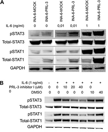 PRL-3 induces STAT-3 signaling.