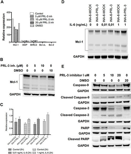 PRL-3 increases Mcl-1 expression, and PRL-3 inhibition reduces Mcl-1 expression and induces activation of the intrinsic apoptotic pathway.
