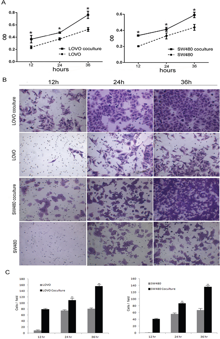 Tumor-associated macrophages enhanced proliferation and invasion of colon cancer cells.