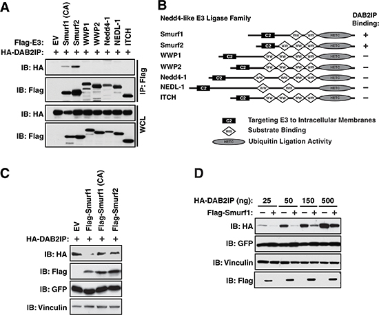 Interaction of DAB2IP with Smurf1 regulates DAB2IP protein abundance.