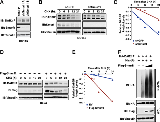Smurf1 regulates DAB2IP protein stability via ubiquitination.