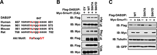DAB2IP phosphorylation by Akt does not promote association with Smurf1