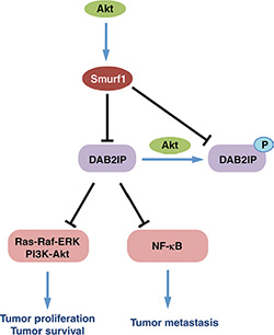 Schematic representation of control of DAB2IP by Smurf1 and Akt1.