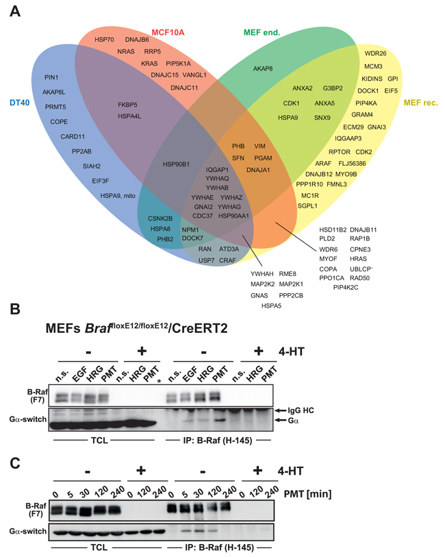 The B-Raf interactome and identification of G&alpha; subunits as novel interaction partners.
