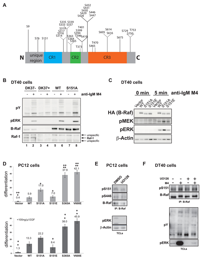 The B-Raf phospho-map and characterization of S151.