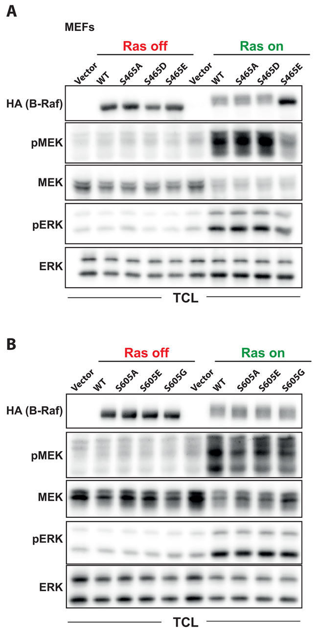 Functional characterization of the phosphorylation sites S465 and S605 in oncogenic Ras signaling.