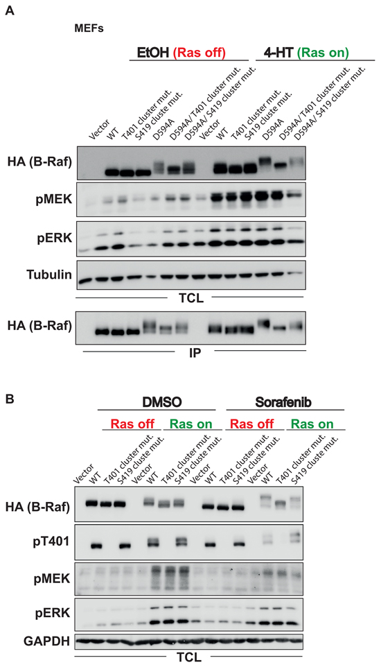 The HR phosphorylation clusters contribute to the EMS associated with B-Raf inhibition or inactivity.