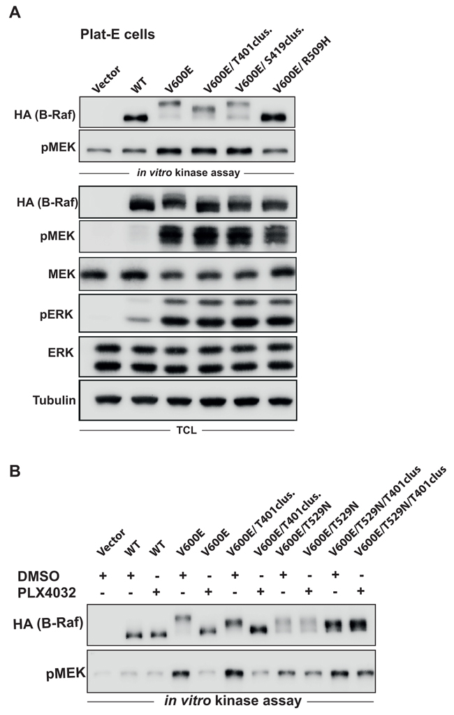 Phosphorylation of the T401 cluster is vemurafenib (PLX4032) sensitive.