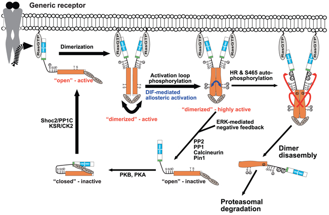 Model summarizing some key findings from the MS analyses of B-Raf complexes.