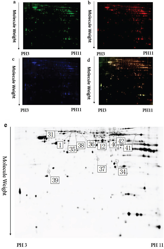 A representative 2D-DIGE gel image of hippocampal proteins from WT mice and TRPC1-/- mice.