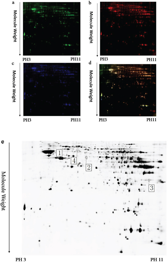A representative 2D-DIGE gel image of hippocampal proteins of EE-treated WT mice and WT mice.