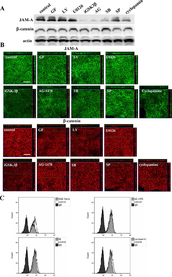 Western blotting (A) and immunocytochemical staining (B) for JAM-A and &#x03B2;-catenin and flow cytometry (C) for JAM-A in Detroit562 cells treated with various inhibitors.