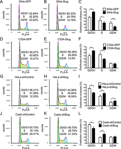 Expression of slug in cervical cancer cells hindered cell cycle transition from G1 to S phase.